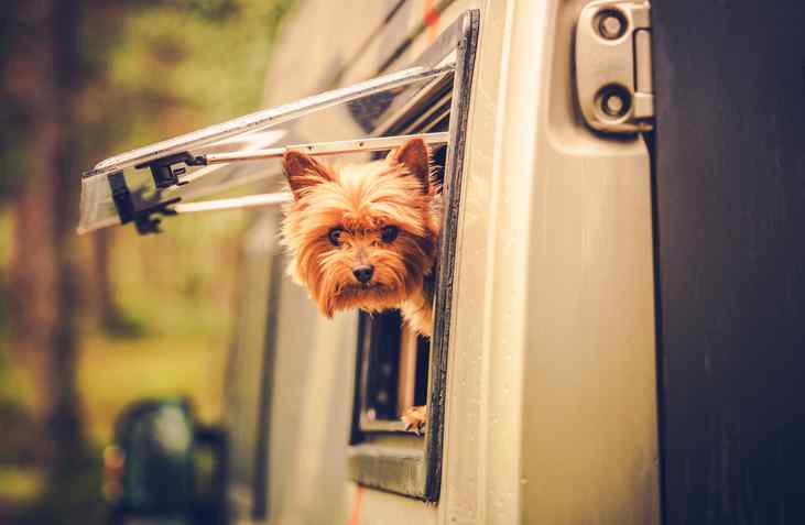 Cute little dog looking out the window of a Motorcoach!